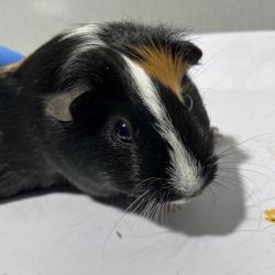 Shelter Stray Female Other last seen , 3607 N Armenia Ave, Tampa, FL 33607, USA