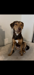 Lost Male Dog last seen Gerber dairy road, winter haven / Wahneta Florida, Winter Haven, FL 33839