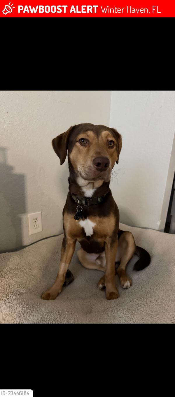 Lost Male Dog last seen Gerber dairy road, winter haven / Wahneta Florida, Winter Haven, FL 33839