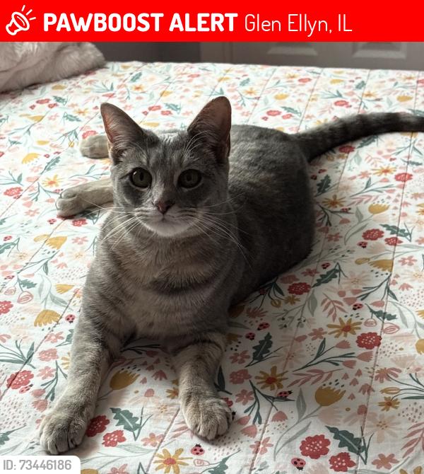 Lost Female Cat last seen Near & 22nd, Glen Ellyn, IL 60137