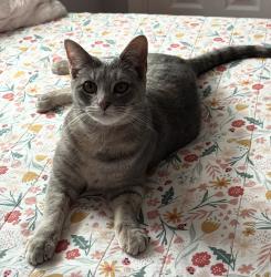 Lost Female Cat last seen Near & 22nd, Glen Ellyn, IL 60137