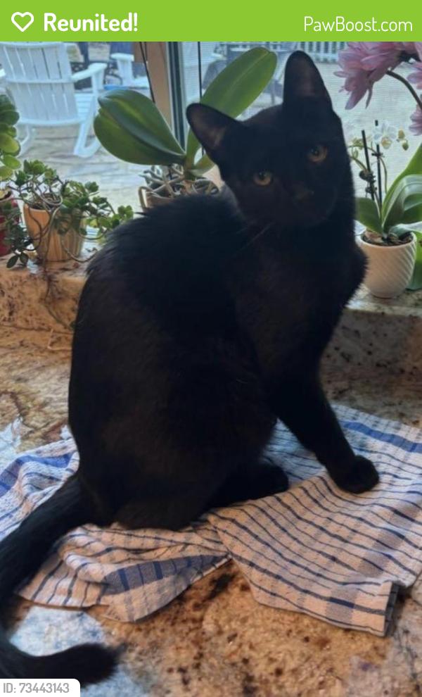 Reunited Male Cat last seen Bury cir and windsor drive, Thousand Oaks, CA 91360