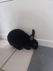 Found/Stray Unknown Rabbit last seen Intersection of Brookewind Dr and Squires Rd, Lexington, KY 40515