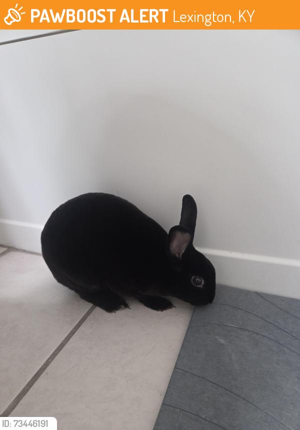 Found/Stray Unknown Rabbit last seen Intersection of Brookewind Dr and Squires Rd, Lexington, KY 40515