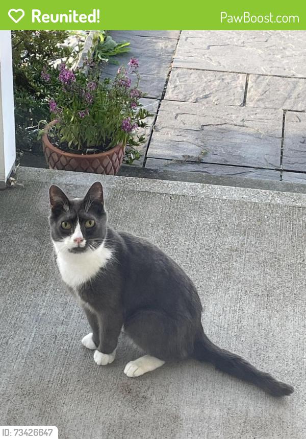 Reunited Unknown Cat last seen Bronisz dr, Ellington, CT 06029