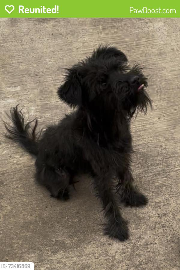 Reunited Female Dog last seen Sabré cuty, Antelope, CA 95843