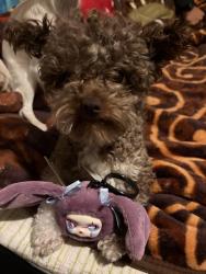 Lost Male Dog last seen hosp, Los Angeles, CA 90048