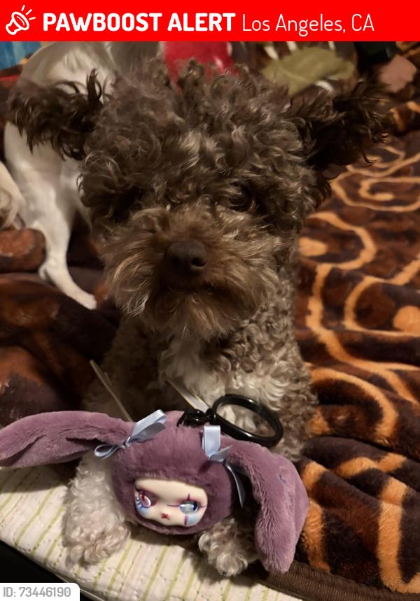Lost Male Dog last seen hosp, Los Angeles, CA 90048