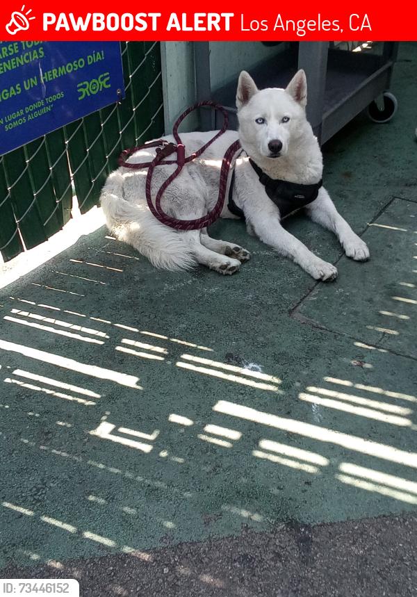 Lost Male Dog last seen Towne & 5th, Los Angeles, CA 90013