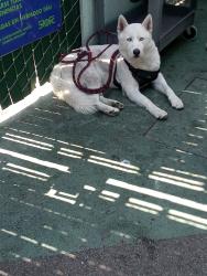 Lost Male Dog last seen Towne & 5th, Los Angeles, CA 90013