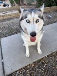 Found/Stray Unknown Dog last seen W Cactus RD & N 23rd Ave, Phoenix, AZ 85029