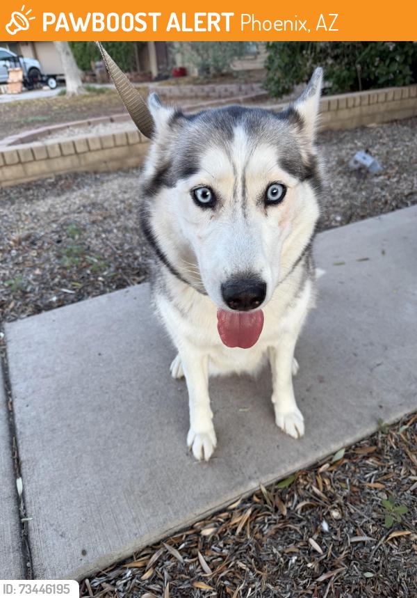 Found/Stray Unknown Dog last seen W Cactus RD & N 23rd Ave, Phoenix, AZ 85029