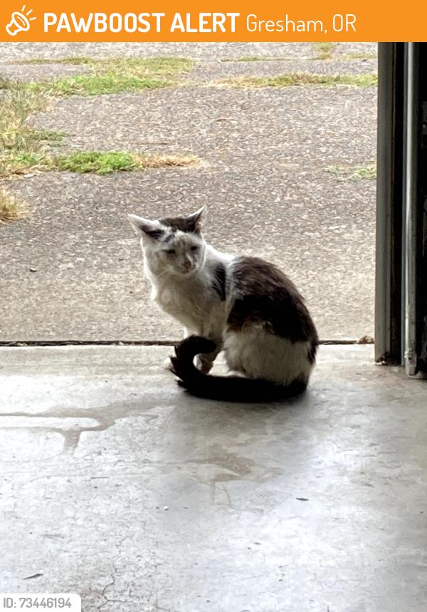 Found/Stray Unknown Cat last seen 182nd and Division, Gresham, OR 97233