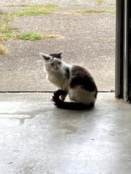 Found/Stray Unknown Cat last seen 182nd and Division, Gresham, OR 97233