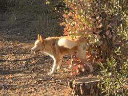 Reunited Male Dog last seen Midway drive, Alpine, CA 91901