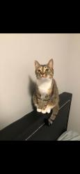 Lost Female Cat last seen Walker lake near 21 ave 50 street SW, Edmonton, AB 