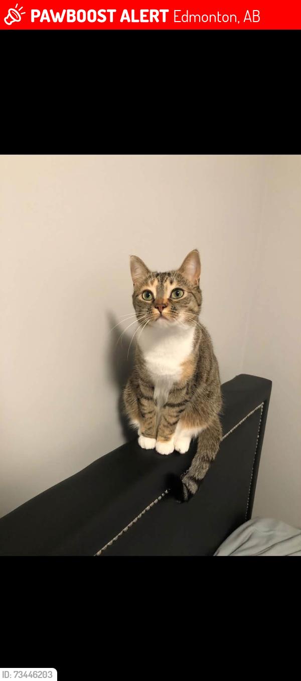 Lost Female Cat last seen Walker lake near 21 ave 50 street SW, Edmonton, AB 