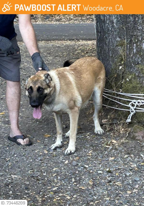 Found/Stray Unknown Dog last seen Redwood and garden way, Woodacre, CA 94973