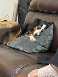 Reunited Female Dog last seen Fry and Cannon Fire, Katy, TX 77449