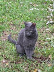 Found/Stray Unknown Cat last seen W Minnesota Ave, DeLand, FL 32720