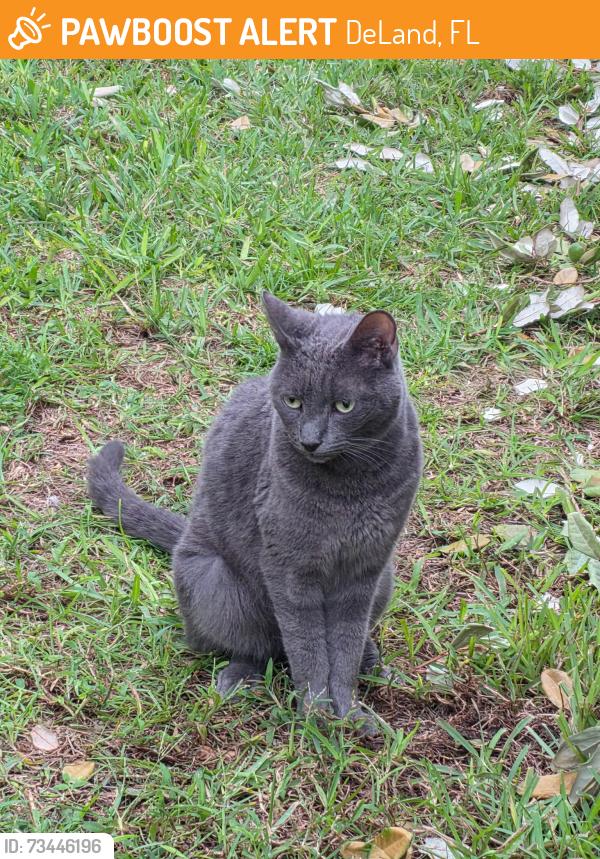 Found/Stray Unknown Cat last seen W Minnesota Ave, DeLand, FL 32720