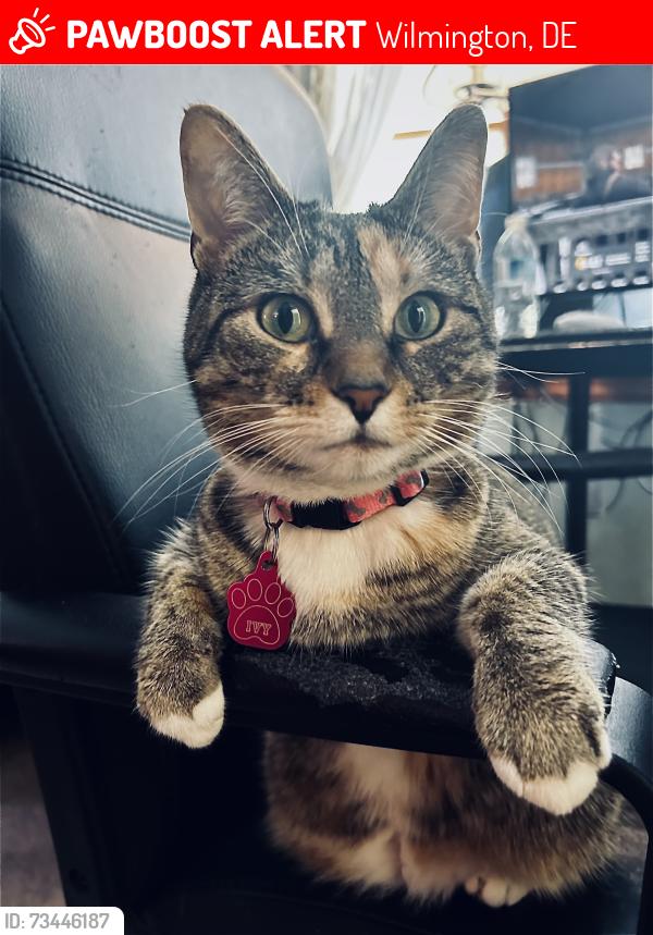 Lost Female Cat last seen Whitman Dr. heritage park, Wilmington, DE 19808