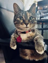 Lost Female Cat last seen Whitman Dr. heritage park, Wilmington, DE 19808