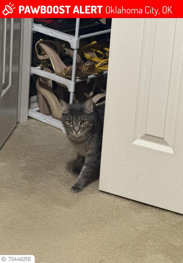 Lost Male Cat last seen Falcon pointe neighborhood, Oklahoma City, OK 73135