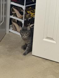 Lost Male Cat last seen Falcon pointe neighborhood, Oklahoma City, OK 73135