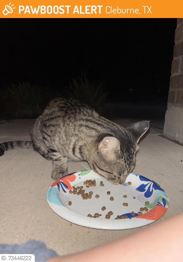 Found/Stray Male Cat last seen In the back yard, Cleburne, TX 76033