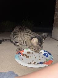 Found/Stray Male Cat last seen In the back yard, Cleburne, TX 76033