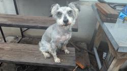 Reunited Male Dog last seen Near moon river loop, Las Cruces, NM 88001