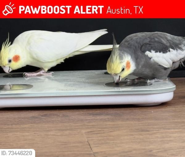 Lost Unknown Bird last seen Lake Creek Pkwy, Austin, TX 78729