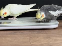 Lost Unknown Bird last seen Lake Creek Pkwy, Austin, TX 78729