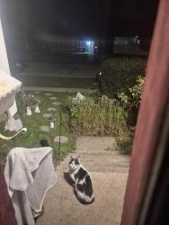 Found/Stray Unknown Cat last seen Park st and oriole drive, Streamwood, IL 60107