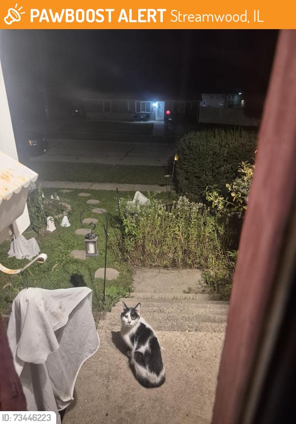 Found/Stray Unknown Cat last seen Park st and oriole drive, Streamwood, IL 60107