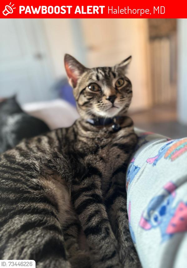 Lost Male Cat last seen Por el pantano, Halethorpe, MD 21227