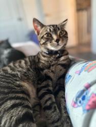 Lost Male Cat last seen Por el pantano, Halethorpe, MD 21227