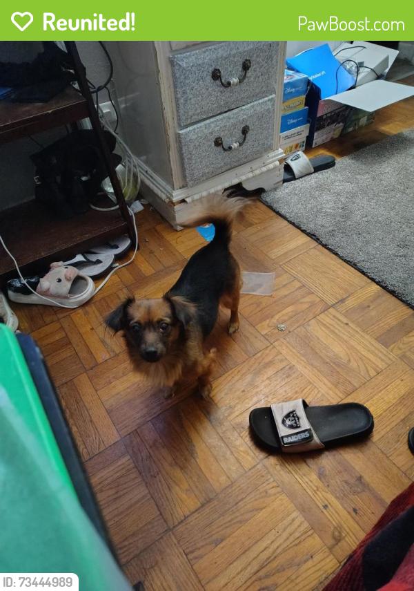 Reunited Female Dog last seen Rio linda blvd, Sacramento, CA 95838