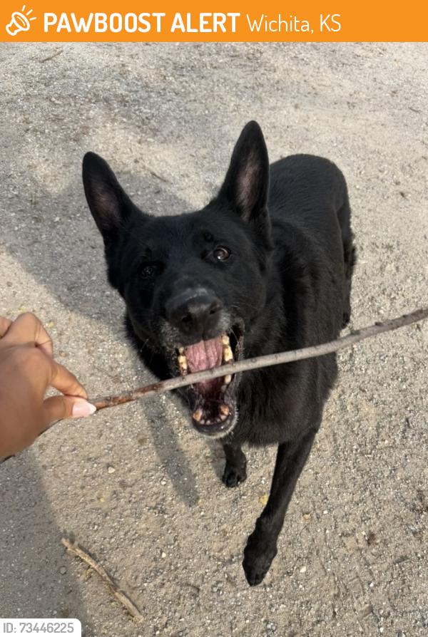 Found/Stray Unknown Dog last seen 13th and broadway, Wichita, KS 67214
