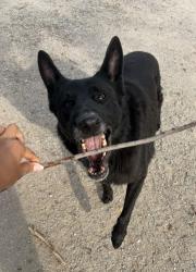 Found/Stray Unknown Dog last seen 13th and broadway, Wichita, KS 67214