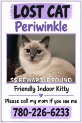 Lost Female Cat last seen Near sparling school, Camrose, AB 