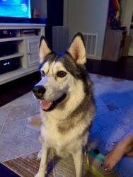 Found/Stray Male Cat last seen Stan Schlueter and Trimmier, Killeen, TX 76542