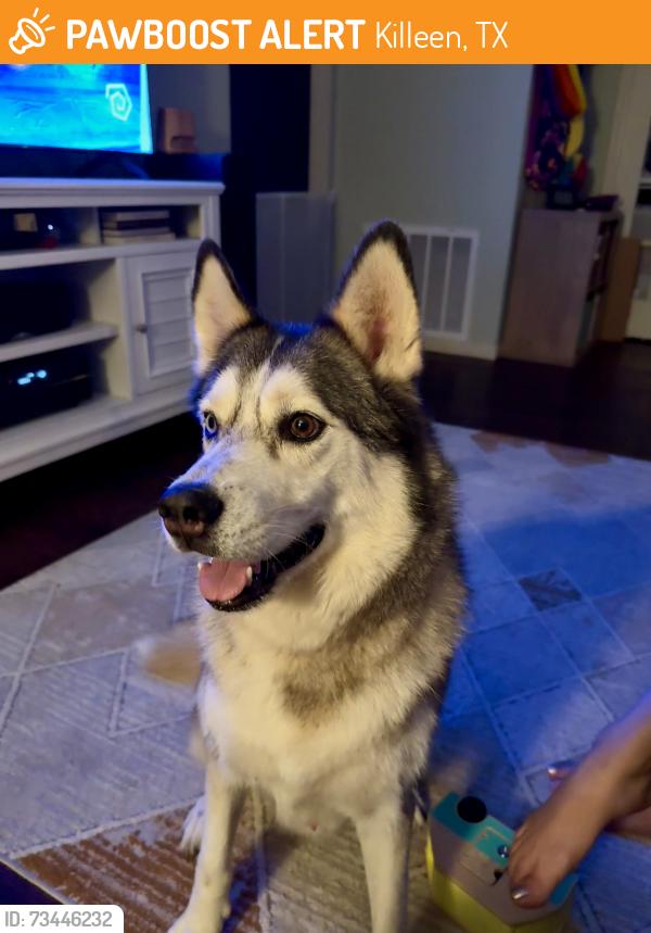 Found/Stray Male Cat last seen Stan Schlueter and Trimmier, Killeen, TX 76542