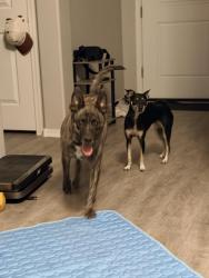 Reunited Female Dog last seen N Santa Fe Trail & Thomas, Avondale, AZ 85007