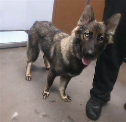 Shelter Stray Female Dog last seen BASELINE RD AND 7TH AVE, 2500 S 27th Ave, Phoenix, AZ 85009, USA