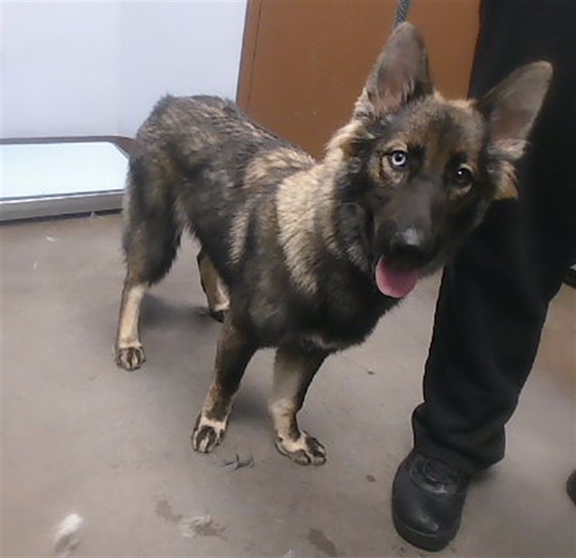 Shelter Stray Female Dog last seen BASELINE RD AND 7TH AVE, 2500 S 27th Ave, Phoenix, AZ 85009, USA