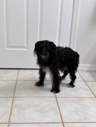 Reunited Male Dog last seen Near and 72nd, Ocala, FL 34480