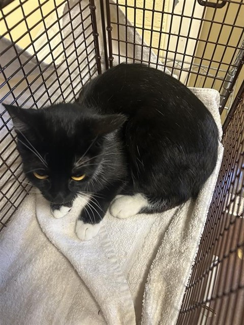 Shelter Stray Female Cat last seen FAIRFIELD ST & ARDEN WAY, 2127 Front St, Sacramento, CA 95818, USA