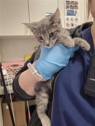 Shelter Stray Female Cat last seen NEIMAN WAY / BRADSHAW RD, 9150 Union Park Way, Elk Grove, CA 95624, USA
